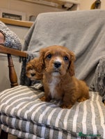 Cavachon dogs 2 Stunning Deep Red F1b Cavachon Puppies💙🩷 - Advert 1