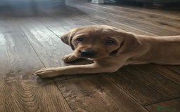 Goldador dogs for sale: Fox red lab x fox red retriever pups READY NOW - Image 18