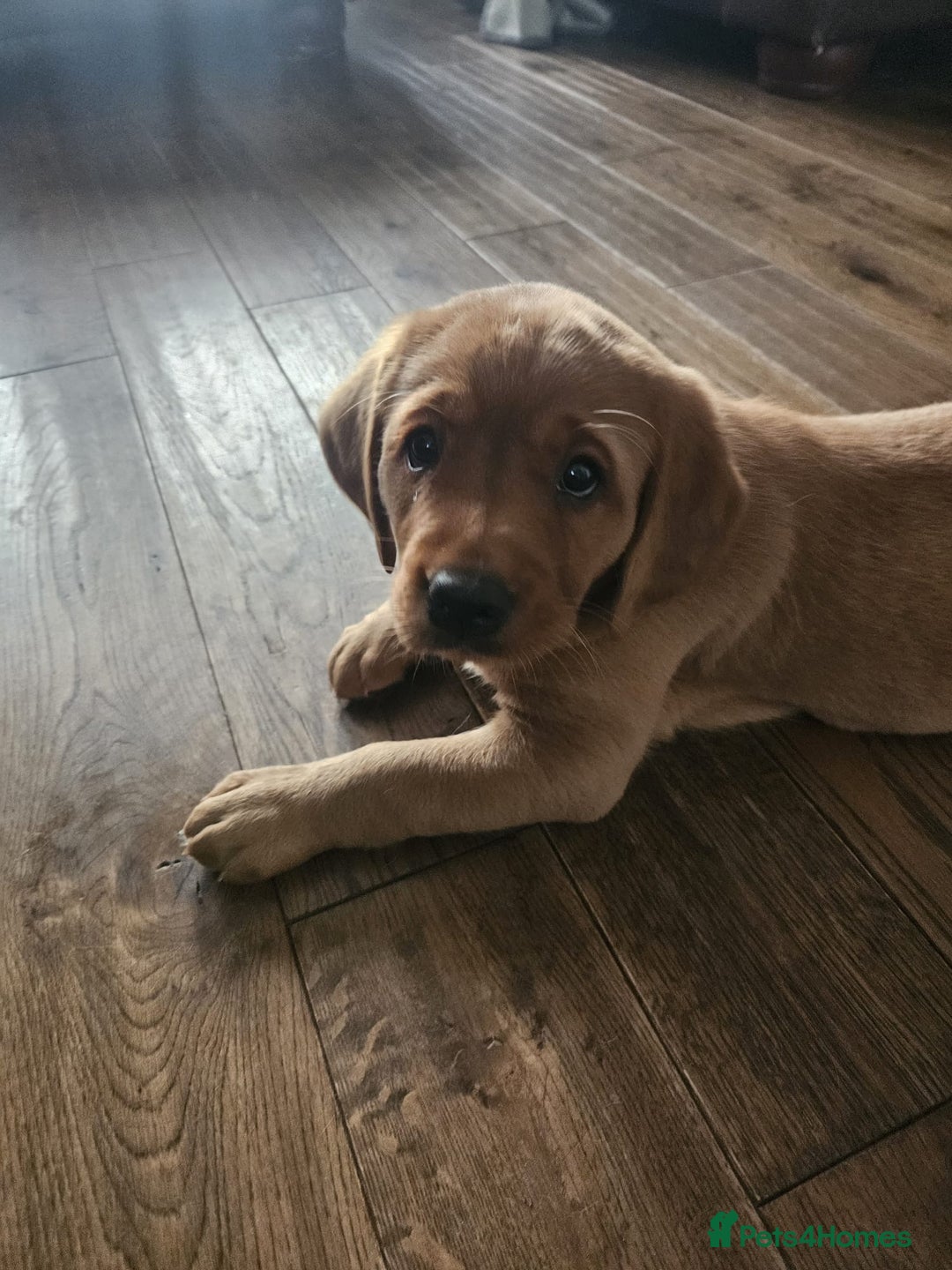 Goldador dogs for sale: Fox red lab x fox red retriever pups READY NOW - Image 18