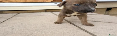 Mixed Breed 2