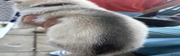 Utonagan dogs for sale: 7 stunning husky/malamute puppies in Waltham Abbey - Advert 14