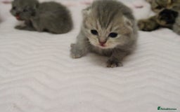 British Shorthair cats for sale: Solid Blue & Blue Golden Spotted Tabby Kittens - Image 11