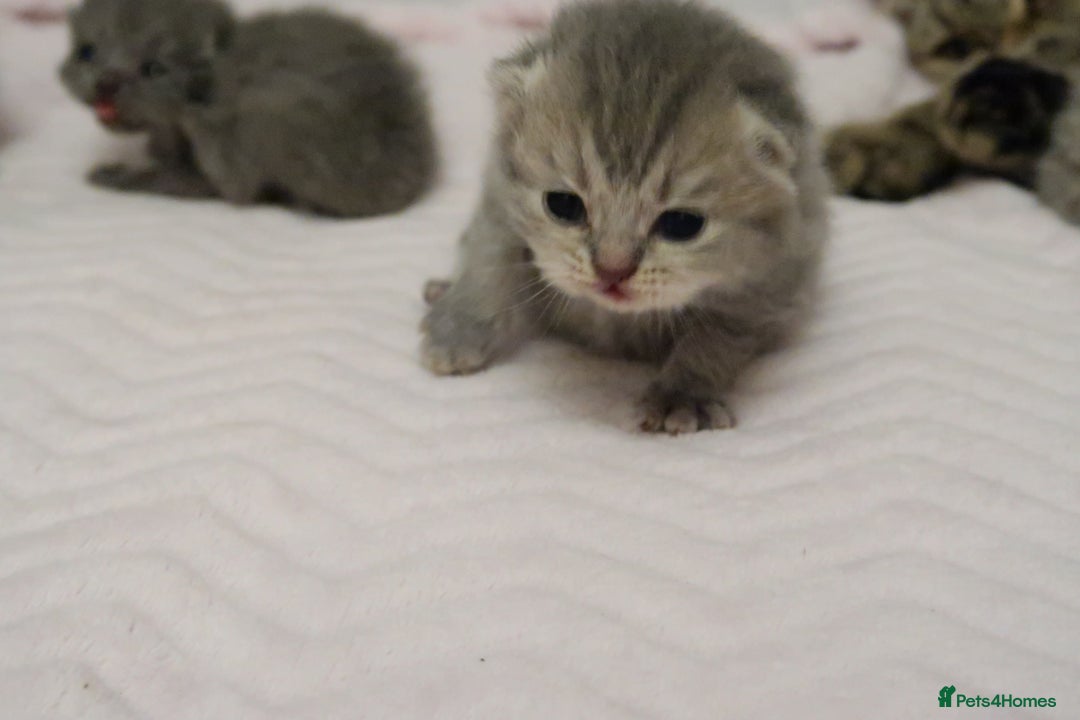 British Shorthair cats for sale: Solid Blue & Blue Golden Spotted Tabby Kittens - Image 11