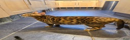 Bengal cats for sale: Outstanding quality Brown rosetted bengal kittens  - Advert 3