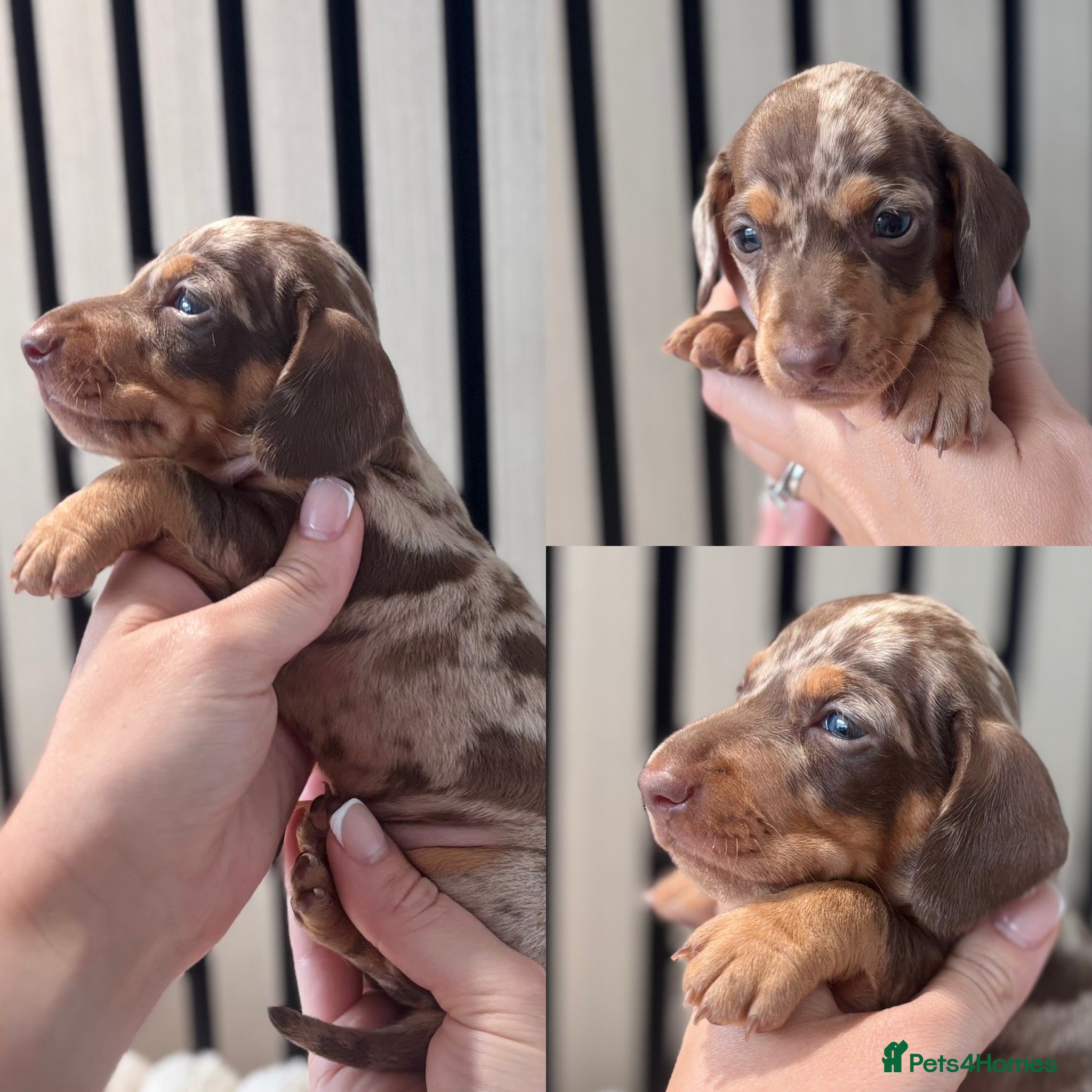 Miniature Dachshund dogs KC reg Beautiful Miniature Dachshund Boys  - Advert 6