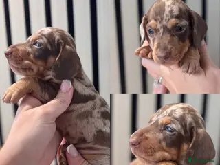 Miniature Dachshund dogs KC reg Beautiful Miniature Dachshund Boys - Advert 13