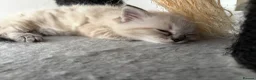 Ragdoll cats for sale: Beautiful ragdoll girls!  - Advert 15