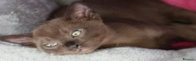 Burmese Brown boy