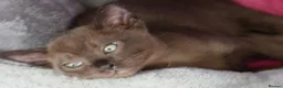Burmese cats for sale: Beautiful playful Burmese kittens  - Advert 4