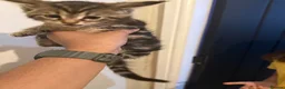 Mixed Breed cats for sale: Mainecoon Mix kittens  - Advert 4