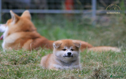 Japanese Akita Inu dogs for sale: ♥OUR PUPPIES ARRIVED♥ in Builth Wells - Image 33