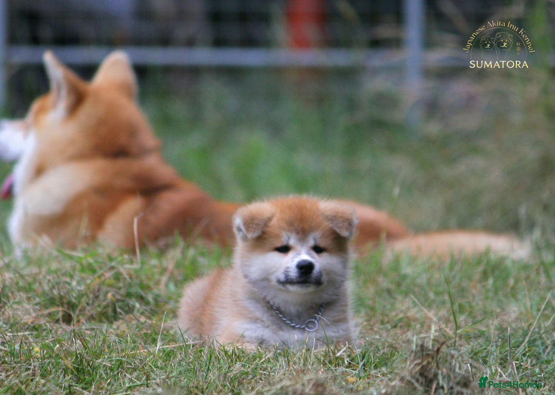 Japanese Akita Inu dogs for sale: ♥OUR PUPPIES ARRIVED♥ in Builth Wells - Image 33