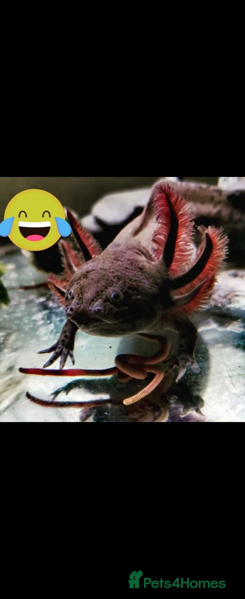 Axolotl reptiles Female Axolotl & Tank - Advert 5