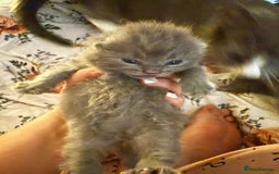 British Shorthair cats for sale: Beautiful British Blue Kitten - Image 4