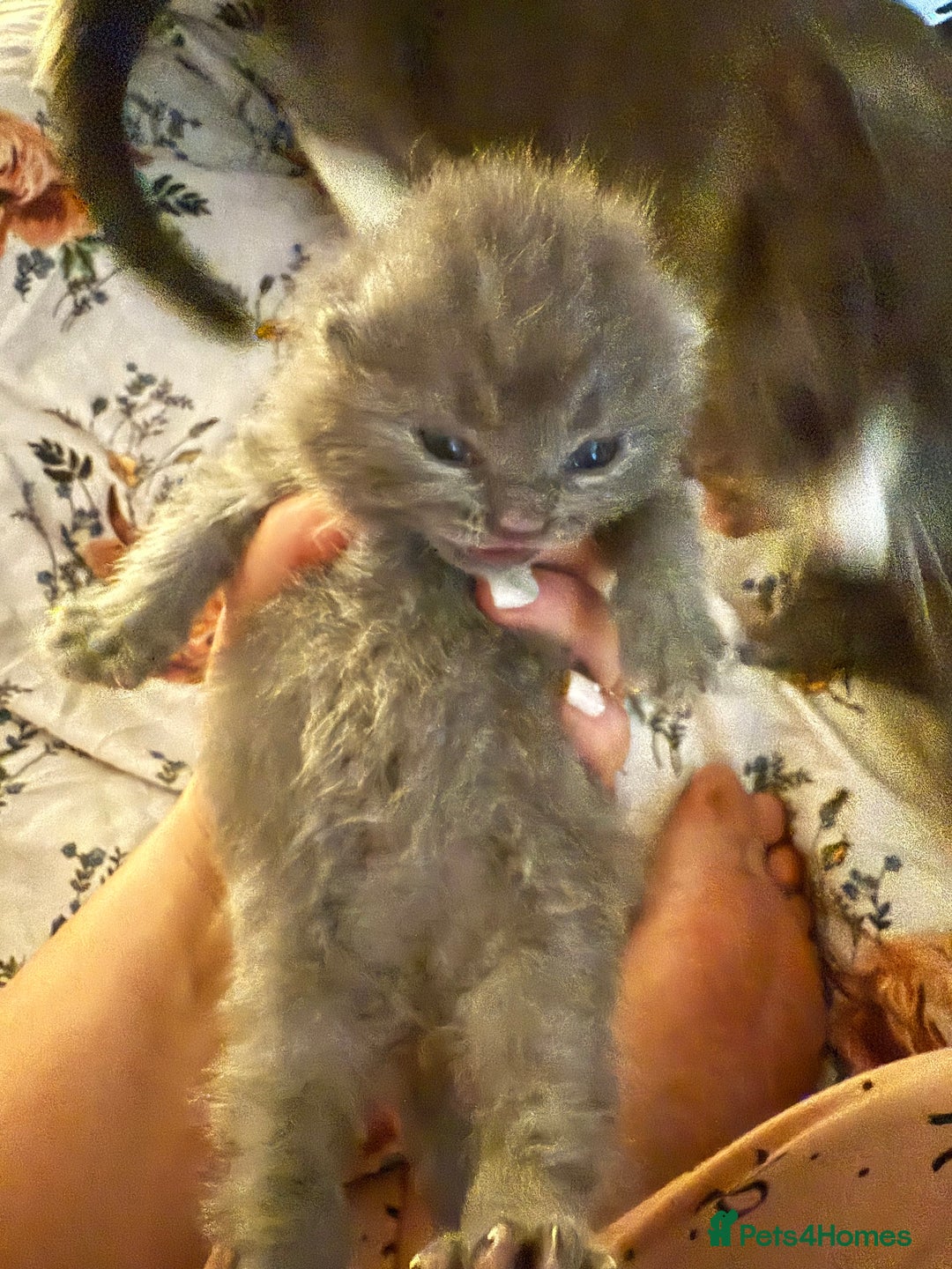 British Shorthair cats for sale: Beautiful British Blue Kitten - Image 4