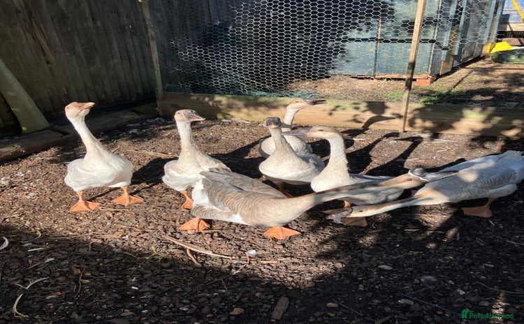 Geese poultry - Advert 1