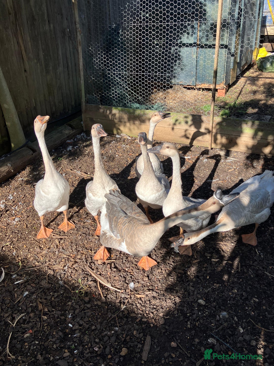 Geese poultry for sale: Lavender & Brown Chinese Geese - Image 1