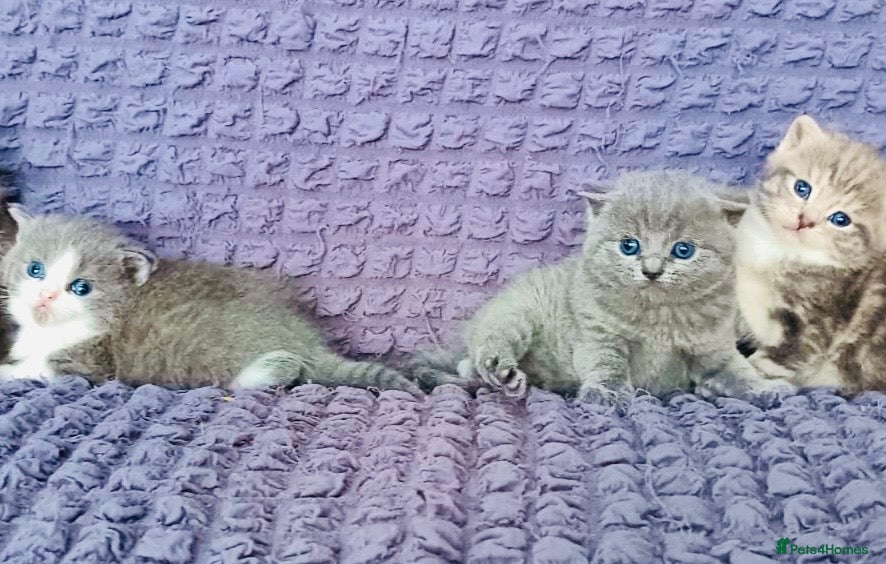 British Shorthair cats 😘Ready for new family British  - Advert 2
