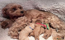 Cavapoo dogs for sale: 5⭐️Licensed+DNA tested+Vet Checked - Image 2