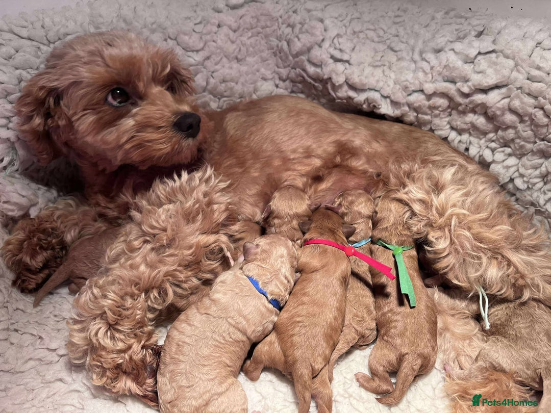 Cavapoo dogs for sale: 5⭐️Licensed+DNA tested+Vet Checked - Image 2