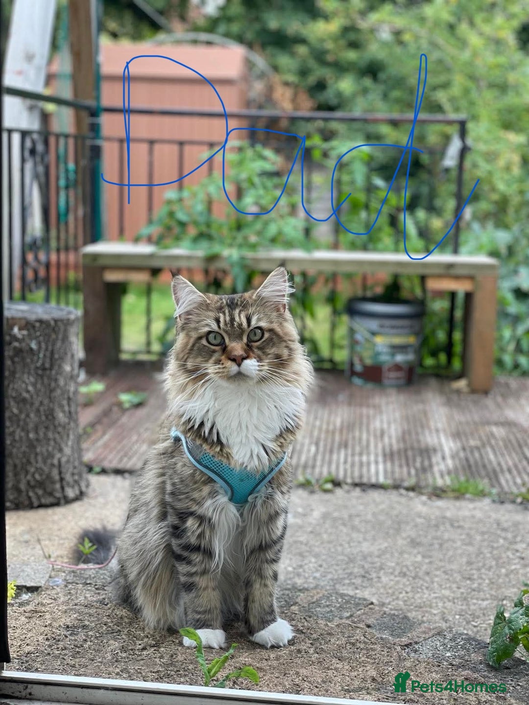 Maine Coon cats for sale: XL pure Maine coon kittens 💖 in Wellingborough - Image 9