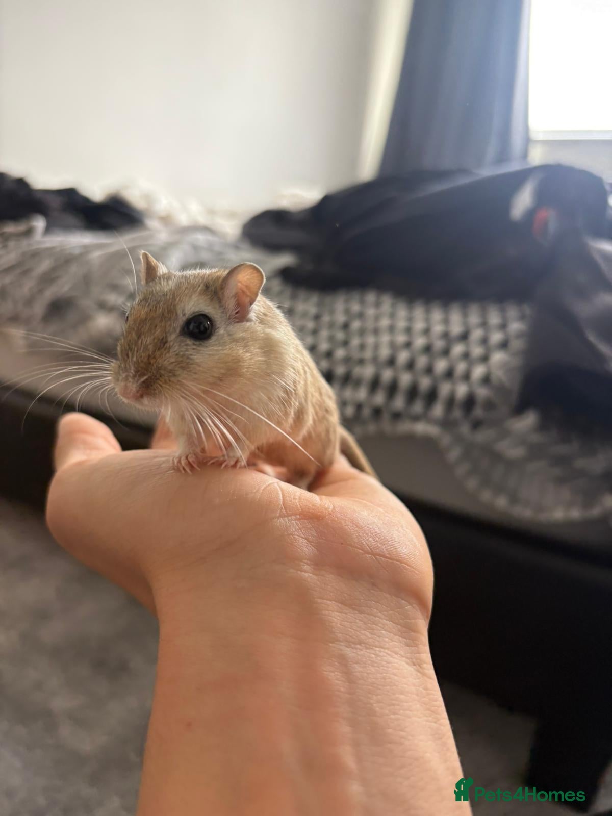 Gerbil rodents for sale: 3 x Gerbils for sale - Advert 6