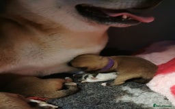 Japanese Shiba Inu dogs for sale: 1 KC Shiba inu girl left.  - Image 12