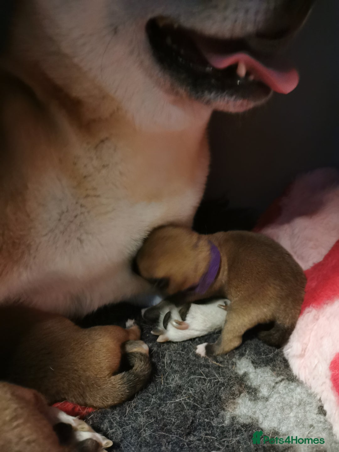 Japanese Shiba Inu dogs for sale: 1 KC Shiba inu girl left.  - Image 12