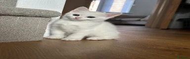 Turkish Angora 2