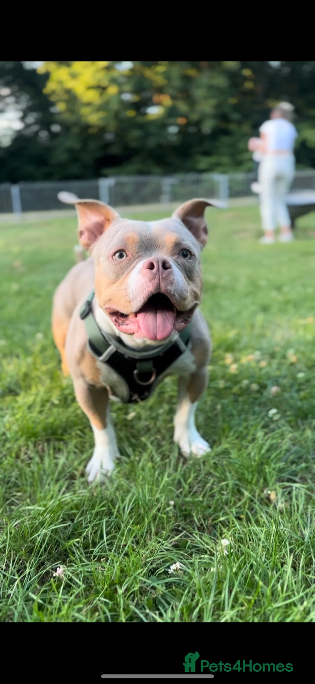 American Bully dogs for sale: Narla (Pocket Bully) in Basingstoke - Advert 2