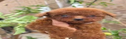 Toy Poodle dogs for sale: Asian toy poodle  - Advert 19