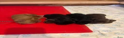 Sprocker dogs for sale: Beautiful littler of sprocker puppies  in Derby - Advert 13