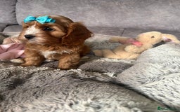Cavapoo dogs for sale: Beautiful F1 Health Tested Red Cavapoo Puppies  - Image 8