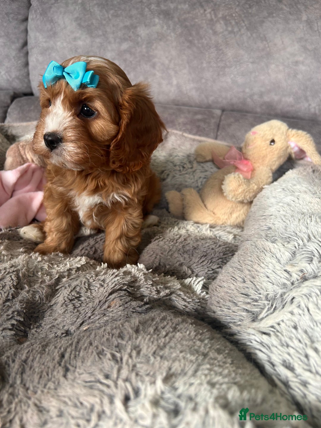 Cavapoo dogs for sale: Beautiful F1 Health Tested Red Cavapoo Puppies  - Image 8