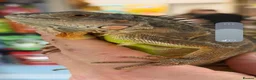 Iguana reptiles for sale: Red Iguana  - Advert 2