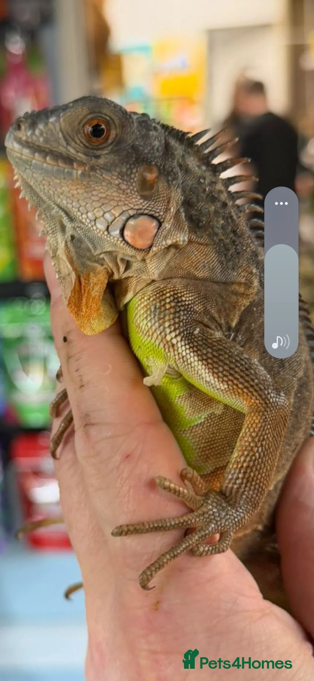 Iguana reptiles for sale: Red Iguana  - Advert 2