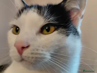 Mixed Breed cats 3 year old female cat - Advert 1