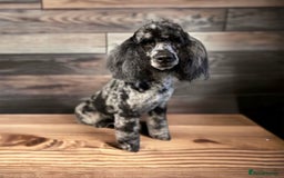 Cockapoo dogs for sale: ⭐️OUTSTANDING, HIGH QUALITY Cockapoo F1B Puppies⭐️ - Advert 39