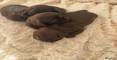 Shih Tzu dogs Imperial Shihtzu  - Advert 3