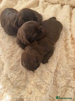 Shih Tzu dogs Imperial Shihtzu - Advert 3