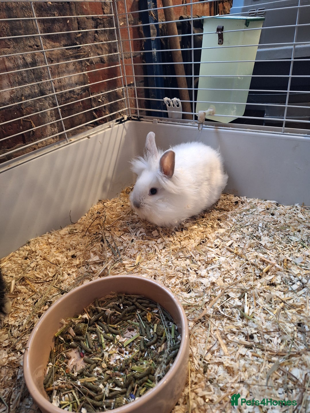 Lionhead rabbits for sale: Gorgeous little lionhead girl - Advert 4