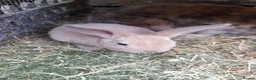 Mixed Breed rabbits for sale: Mixed sex Rex mix babies  - Advert 5