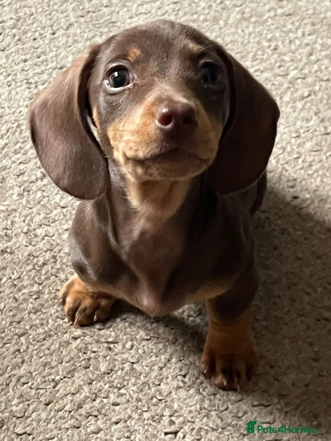 Miniature Dachshund dogs for sale: Miniature dachshund puppy 4 months old  - Advert 4