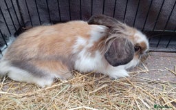 Mini Lion Lop rabbits for sale: 3 boys 1 girl mini lion lop - Image 18