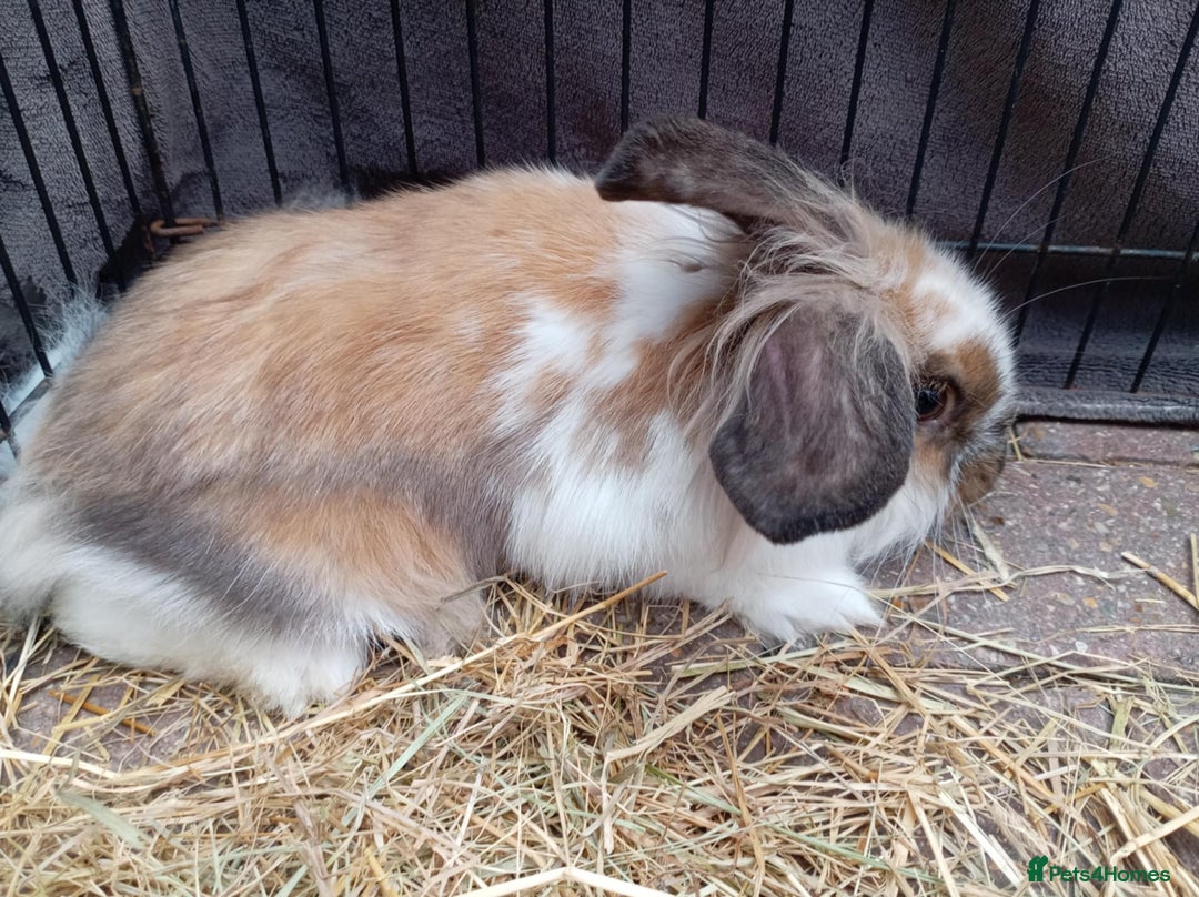 Mini Lion Lop rabbits for sale: 3 boys 1 girl mini lion lop - Image 18