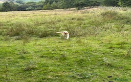 Labrador Retriever dogs for sale: Part trained 14 month old male male amazing pet  - Image 11