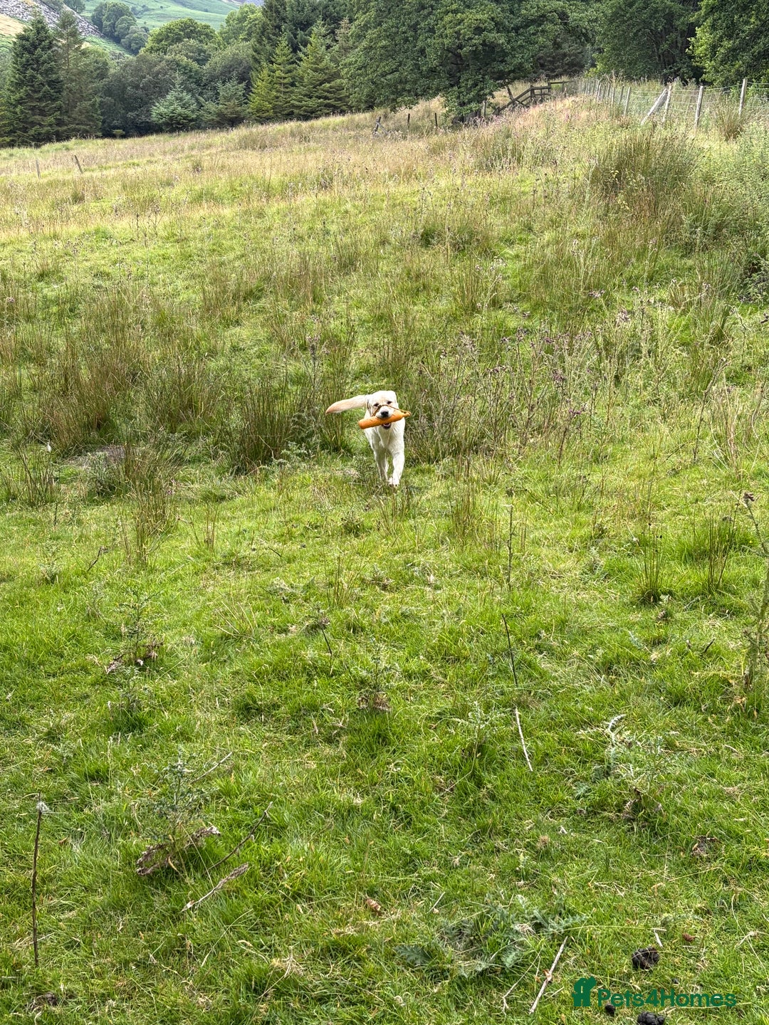 Labrador Retriever dogs for sale: Part trained 14 month old male male amazing pet  - Image 11