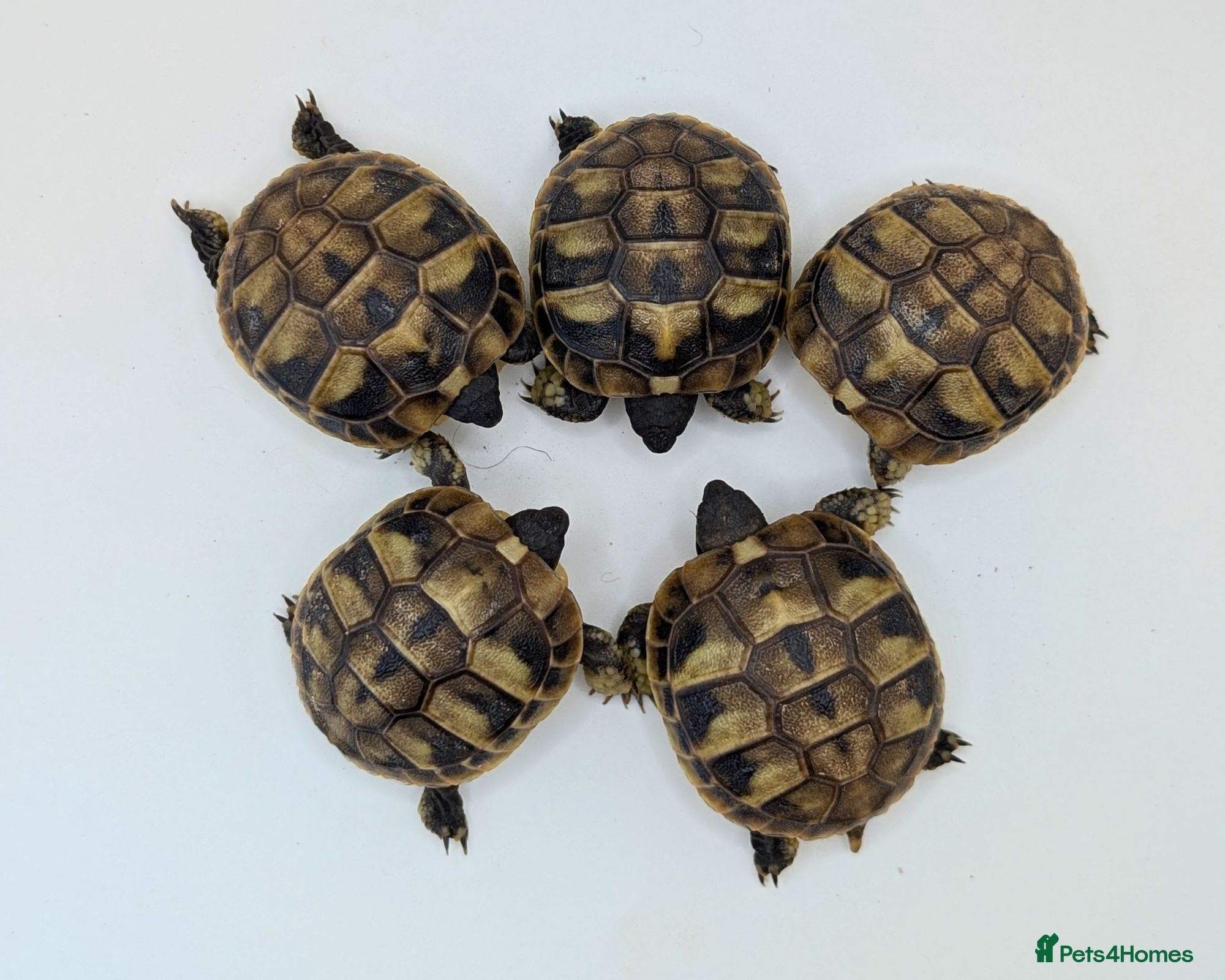 Hermann Tortoise reptiles Captive Bred Hermanns Tortoise - Advert 1