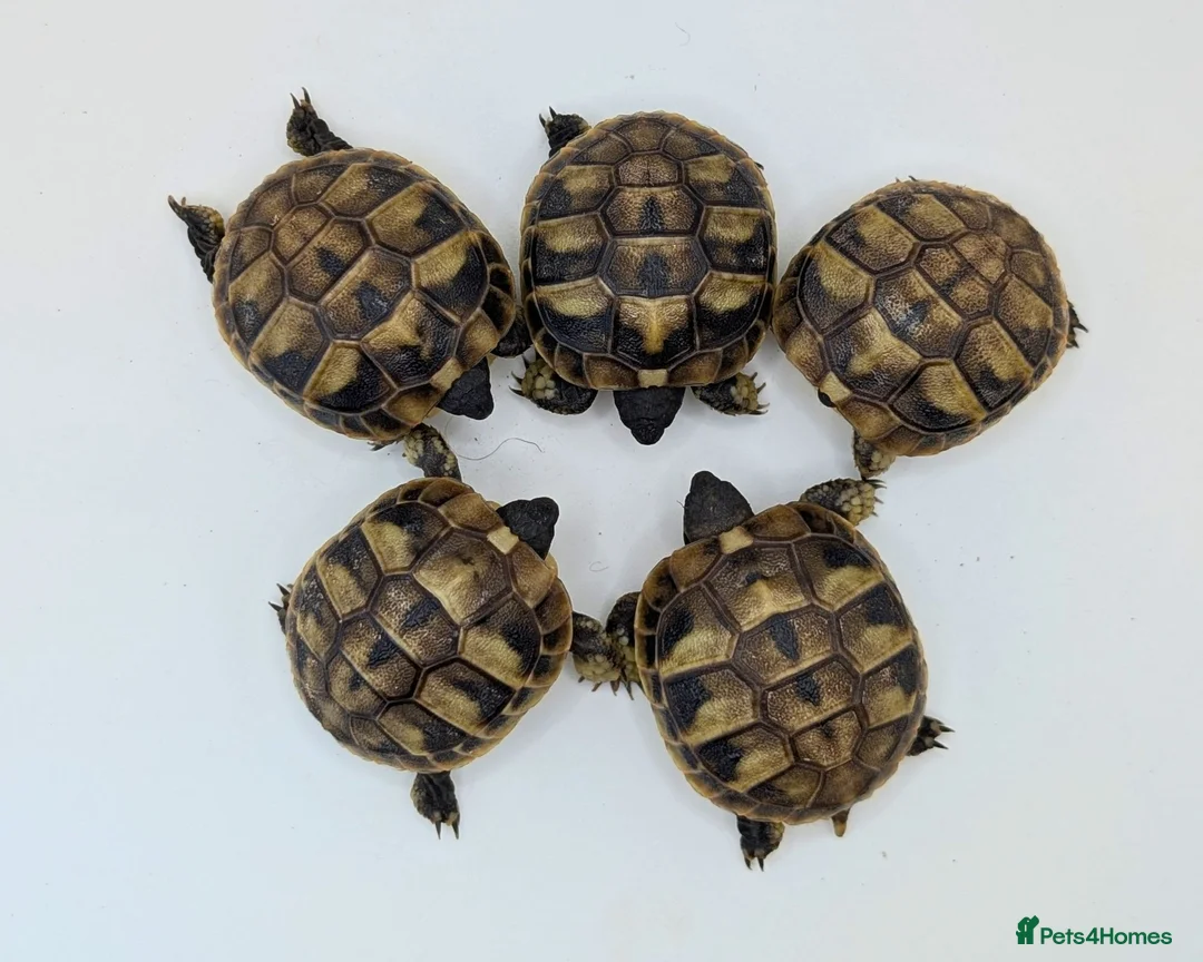 Hermann Tortoise reptiles for sale: Captive Bred Hermanns Tortoise in Ringwood - Advert 1
