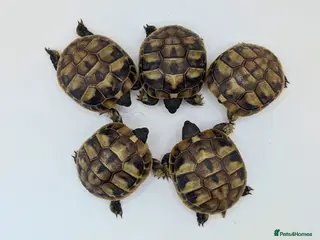 Hermann Tortoise reptiles Captive Bred Hermanns Tortoise - Advert 1
